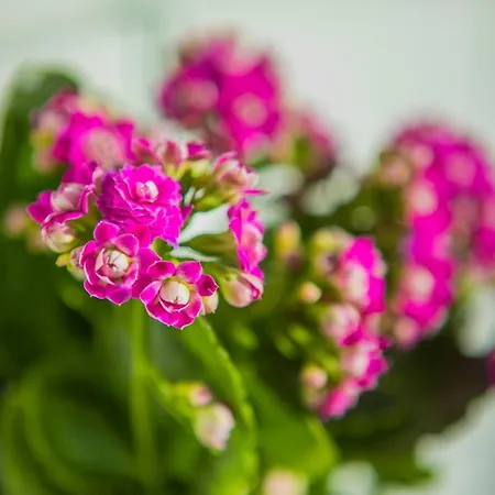 Rodamar Penthouse Apartamento