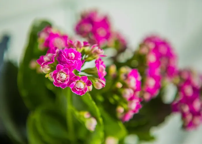 Rodamar Penthouse Διαμέρισμα